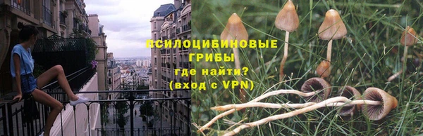 сатива Ростов